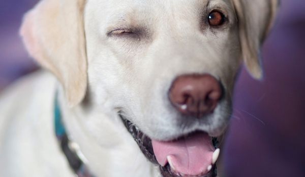 Cuidado de los ojos del Labrador Retriever