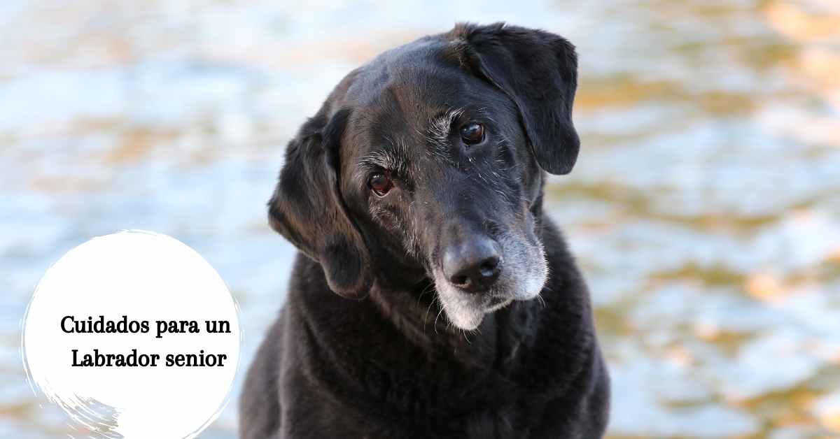 Cuidados para un labrador senior