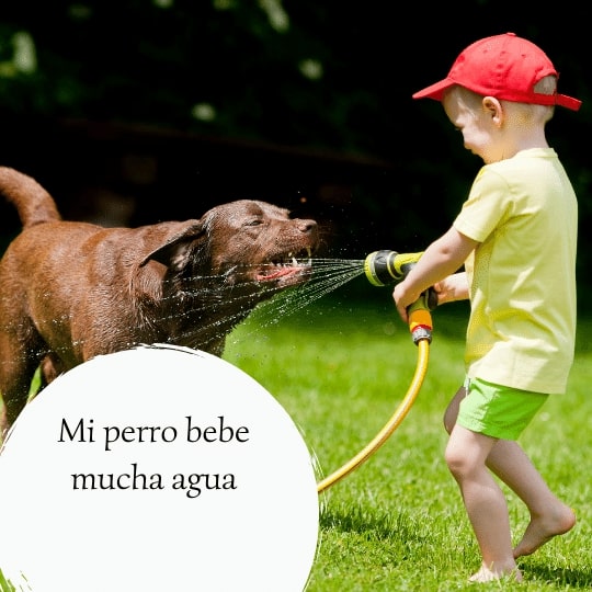 Los mejores bebederos automáticos para perros grandes: fuentes y dispensadores