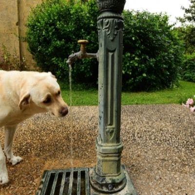 Mi perro bebe poca agua