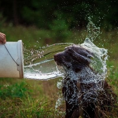 Cómo proteger a tu labrador del calor en verano: 10 consejos prácticos