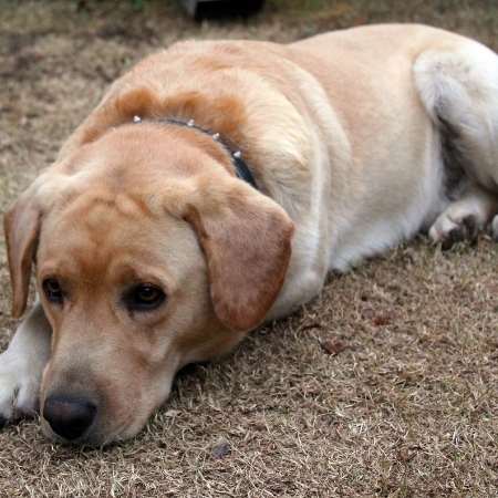 Cómo ayudar a un perro en duelo