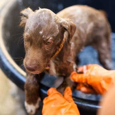 Cómo bañar a un Labrador