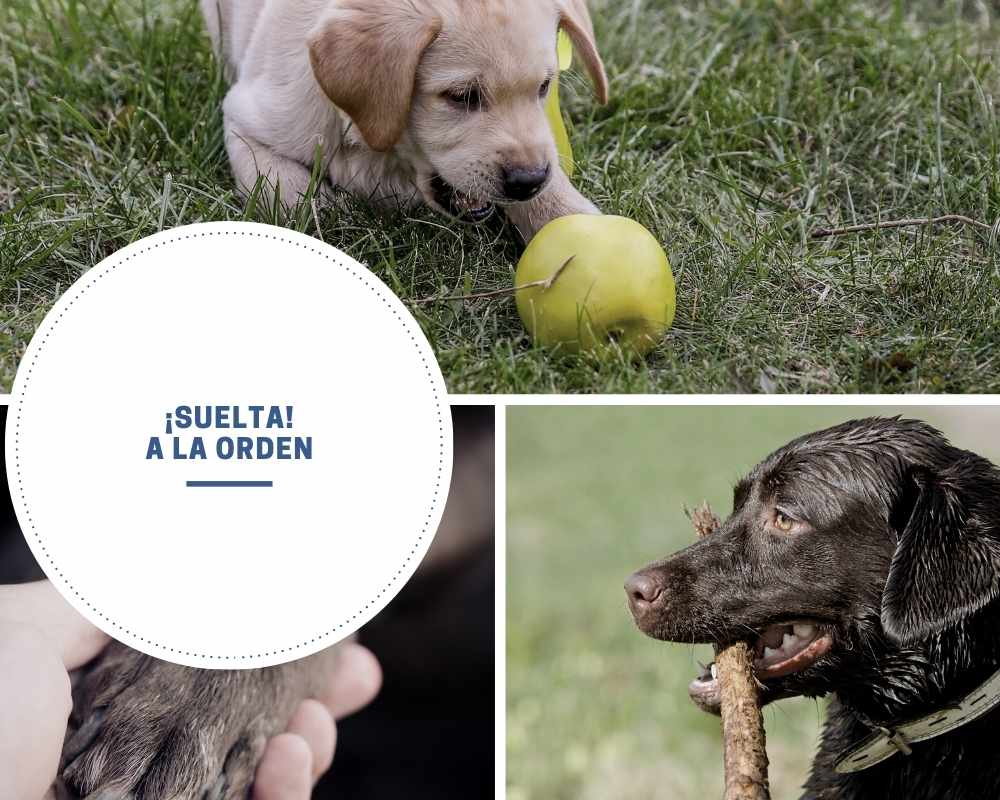 Cómo enseñar a tu cachorro a soltar los objetos a la orden