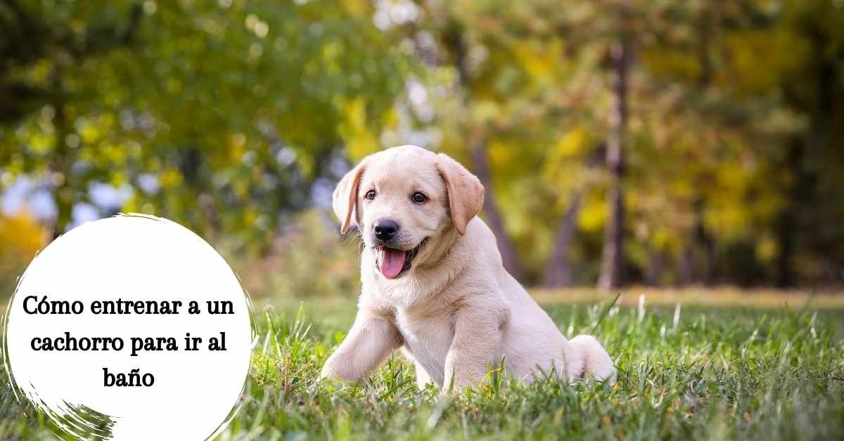 Cómo entrenar a un cachorro para ir al baño