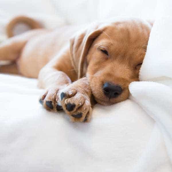 Cómo evitar que los perros ladren por la noche