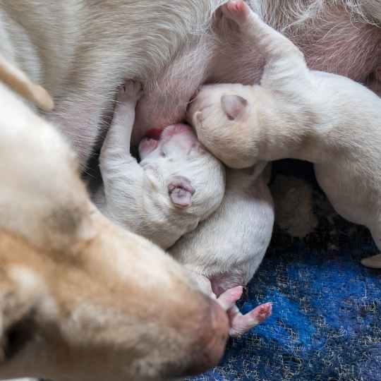 Cómo identificar a un criador responsable