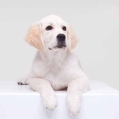 Cómo jugar con un cachorro dentro de casa