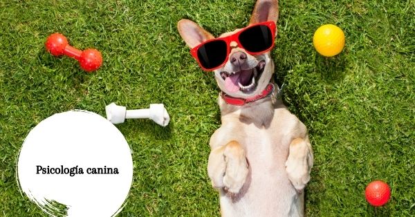 Cómo piensan los perros