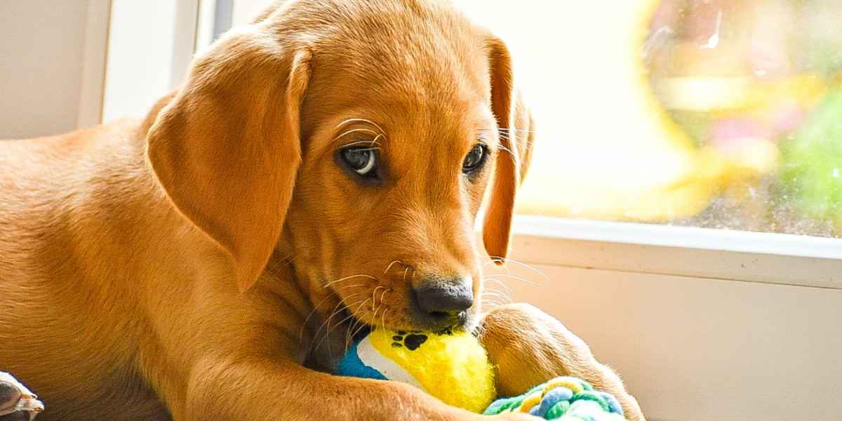 Cómo poner a prueba de cachorros el interior de tu casa