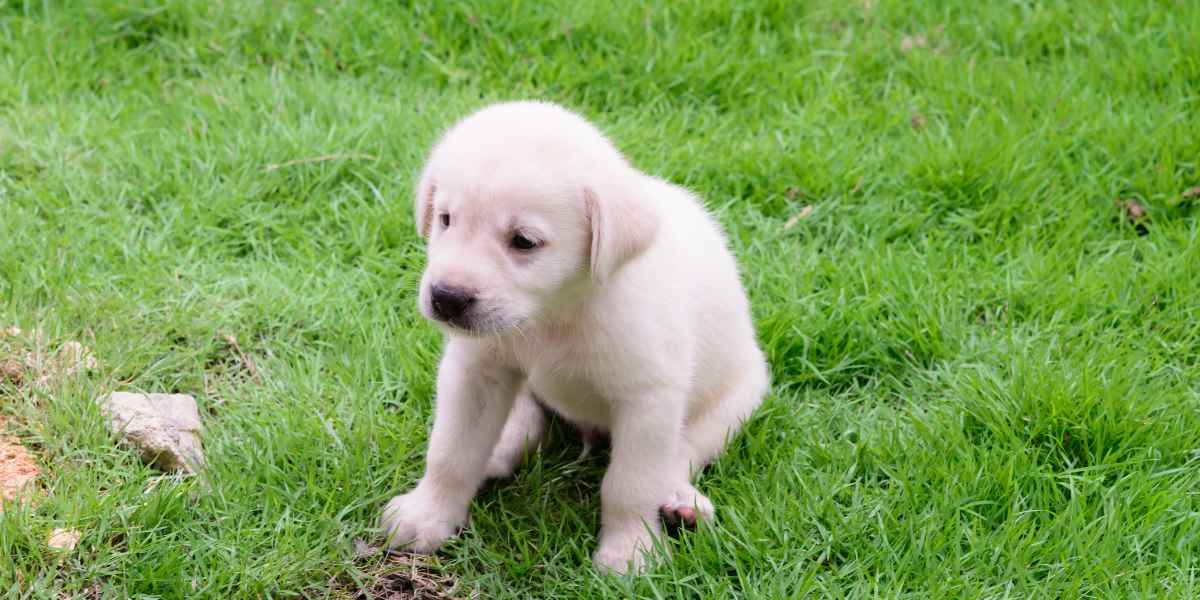 Cómo poner el patio o el jardín a prueba de cachorros