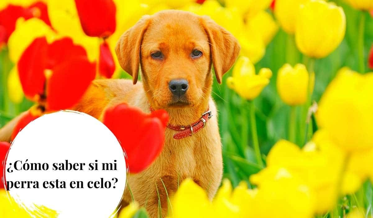 Como saber si mi perra esta en celo