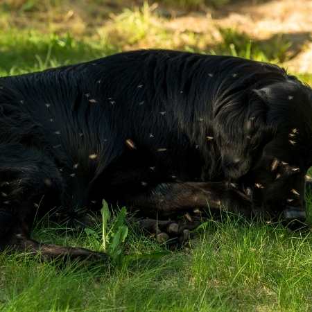 Cómo tratar las picaduras de mosquitos
