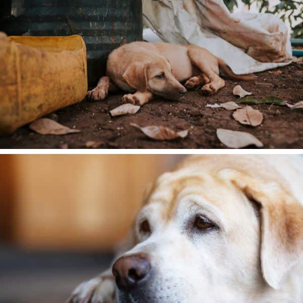 Debo dejar que mi perro duerma debajo de la cama