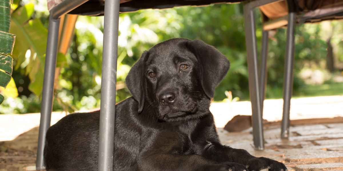 Desglose por habitaciones de lo que debes buscar