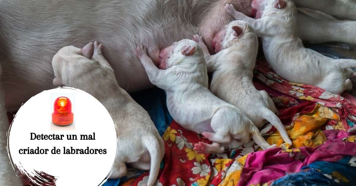 Detectar un criador de labradores ilegal o irresponsable