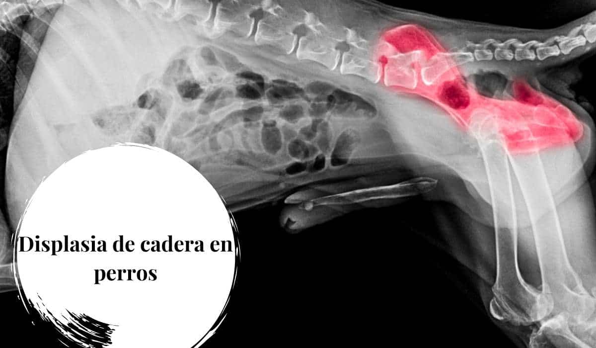 Displasia de cadera en perros ¿Cómo les afecta? Síntomas y tratamientos