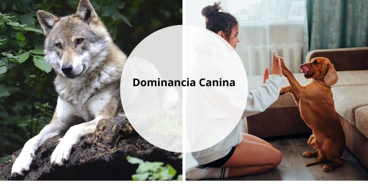 Dominancia Canina: Rompiendo Mitos y Entendiendo la Realidad
