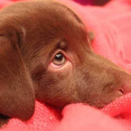 Dosis de Imodium para perros con diarrea