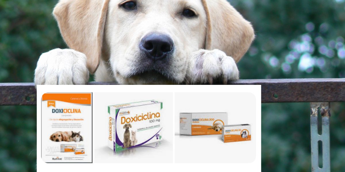 Doxiciclina para Perros