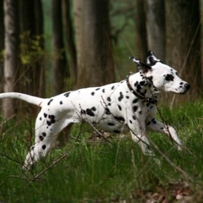 Temperamento del dálmata