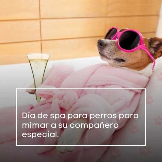 Día de spa para perros para mimar a su compañero especial.