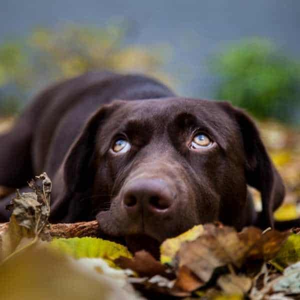 Efectos secundarios de Temaril