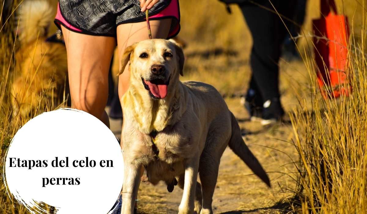 Ejercitar a mi perra durante el celo