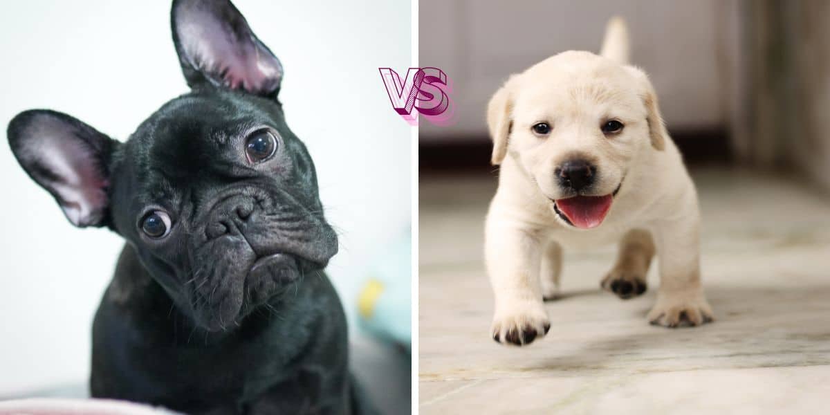 El Bulldog Francés Destronó al Labrador Retriever