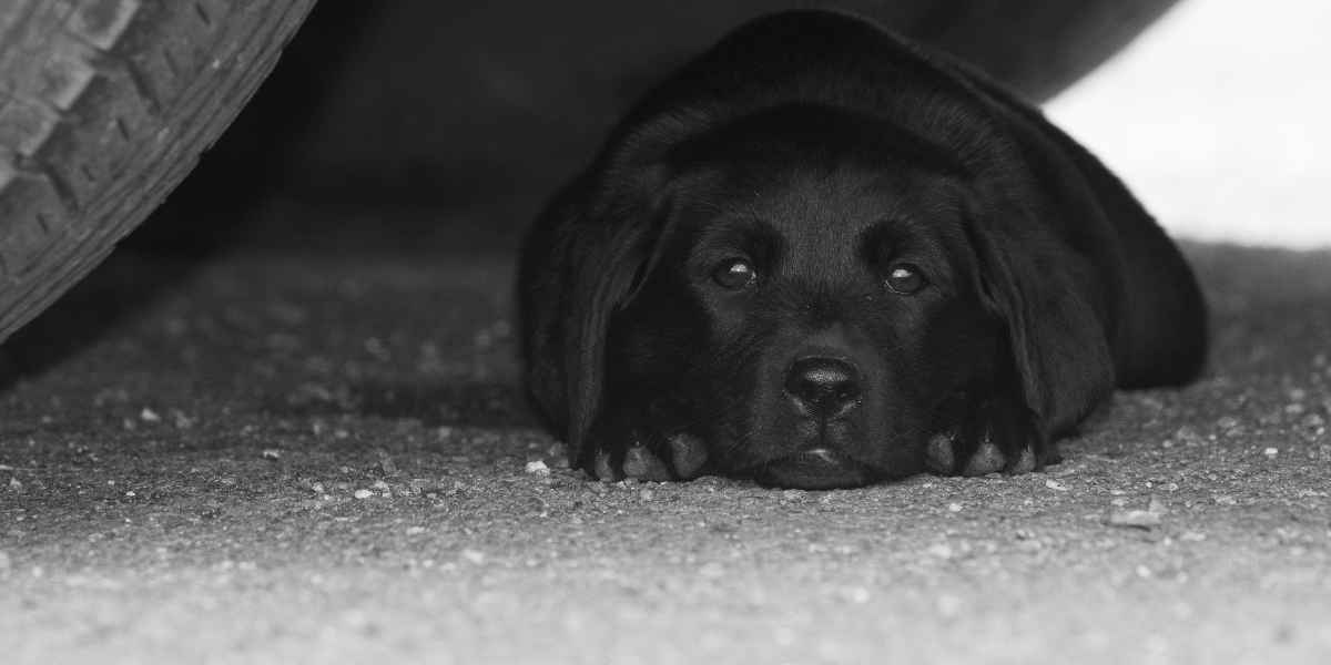 El garaje debe estar fuera de los límites