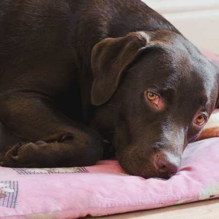 El sueño del tercer párpado del perro