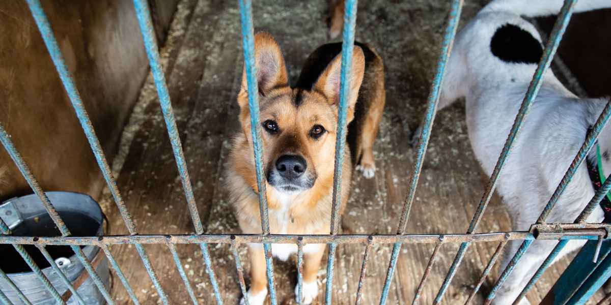 Elegir entre un refugio o un criador