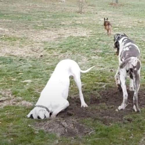 ¿Por qué los perros entierran huesos? El instinto detrás de esta costumbre