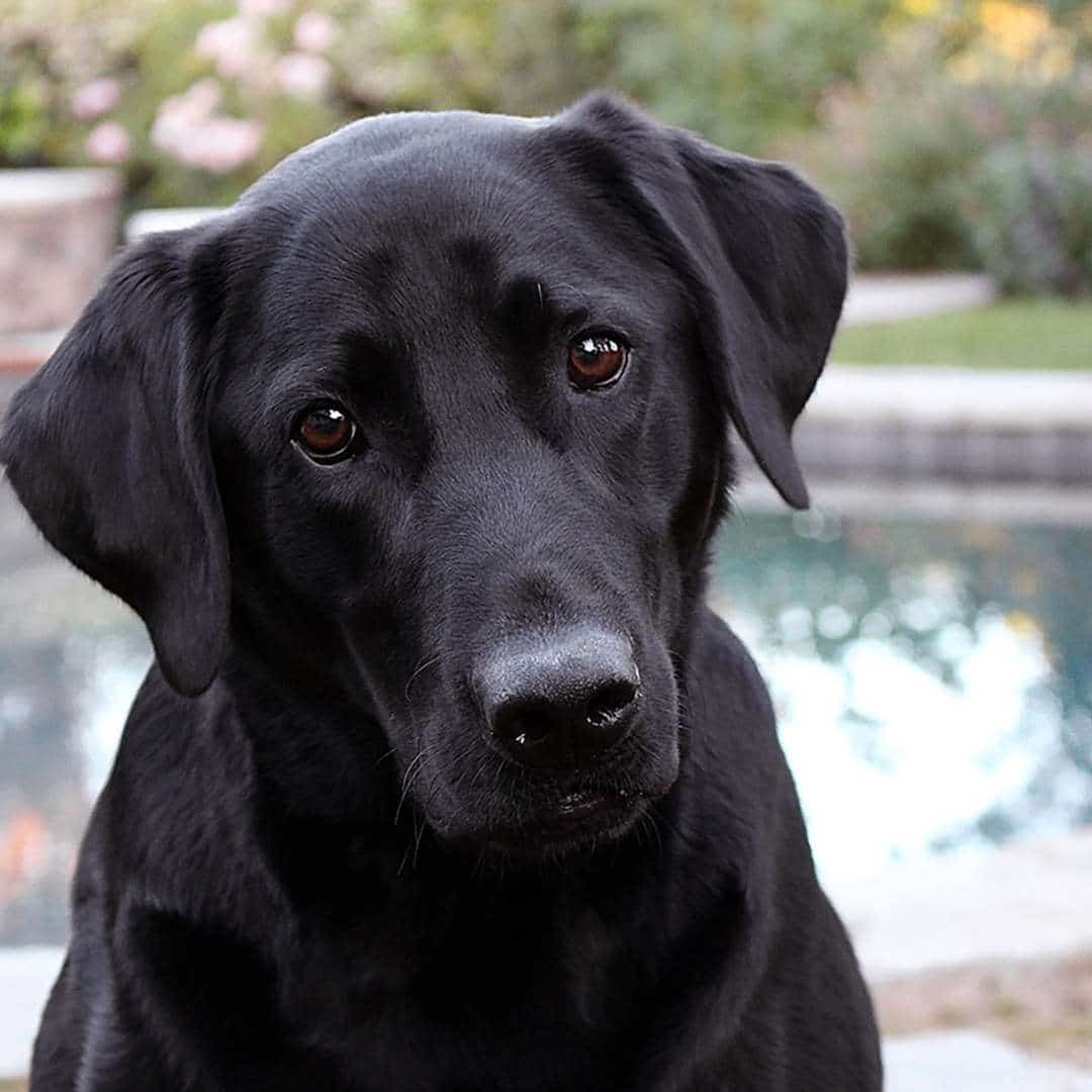 Estafilococos en perros - Staphylococcus pseudintermedius