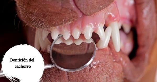Etapas de los Dientes de Cachorros 
