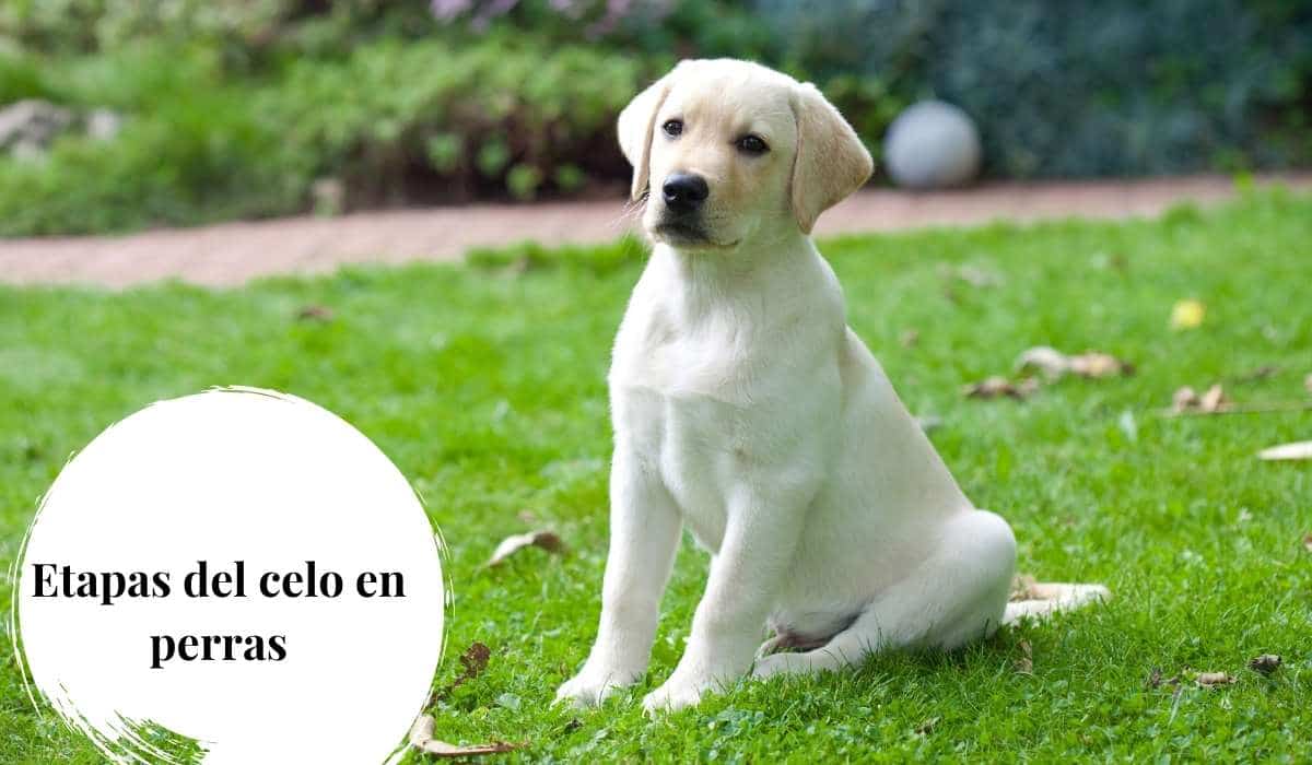 Etapas del celo en perras ¿Cuánto dura? Preguntas frecuentes