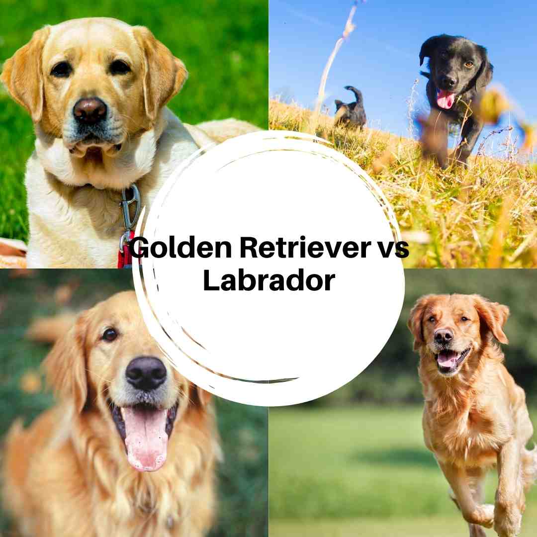 Golden Retriever vs Labrador