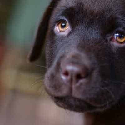 Jugar con un cachorro mientras le adiestramos