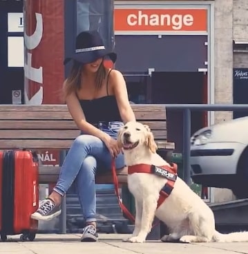 ¿Buscas un collar para tu perro? Estas son las mejores opciones para perros grandes