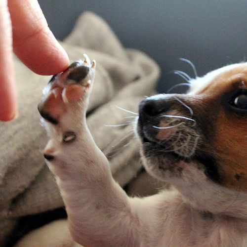 La importancia del bienestar animal en la sociedad actual