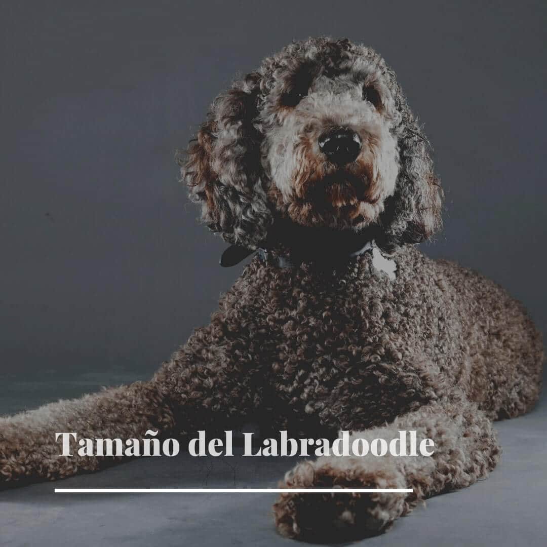Tamaño medio del Labradoodle adulto