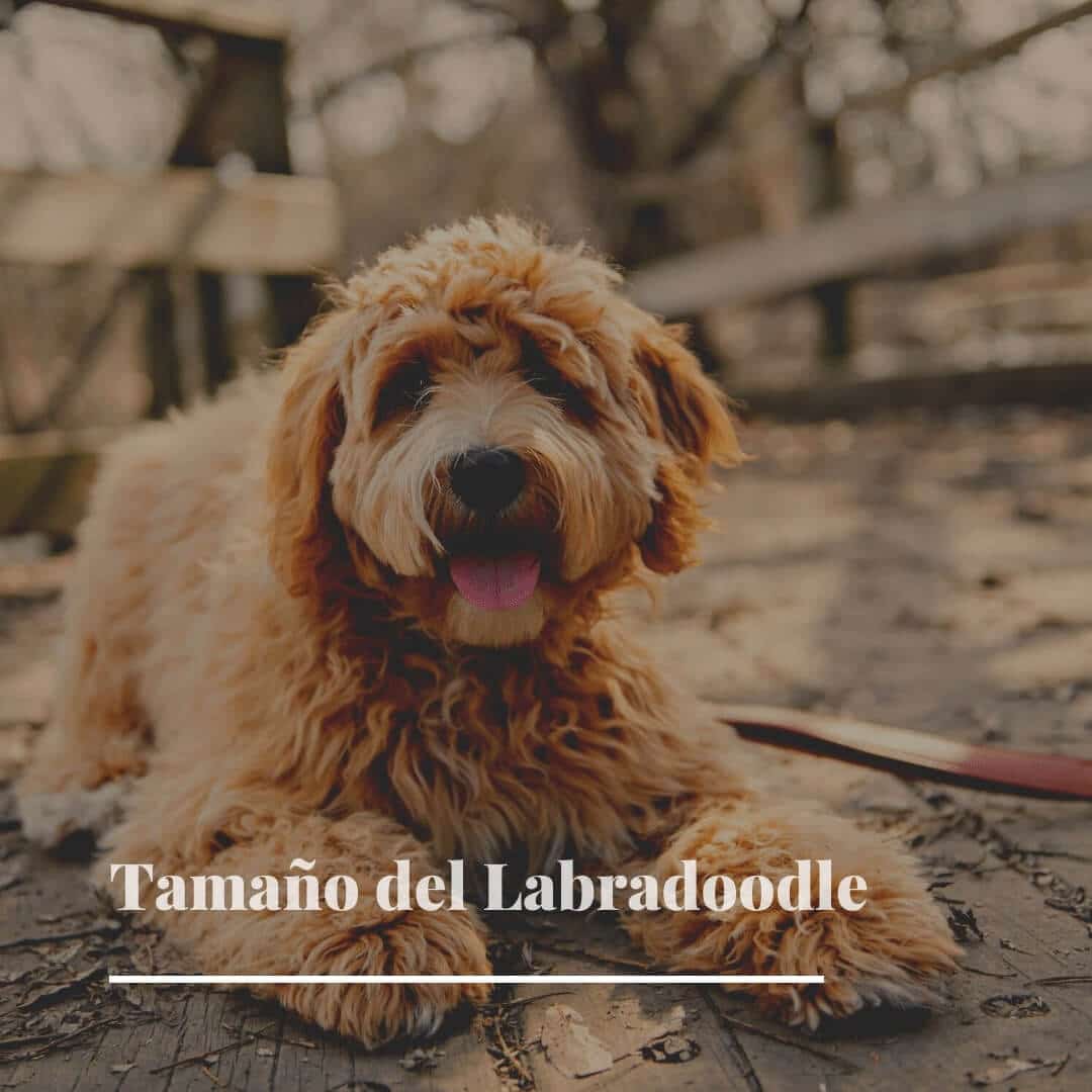 Tamaño del Labradoodle cachorro