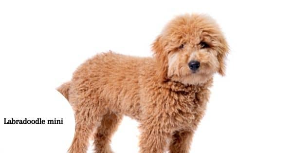 Labradoodle mini ¿Existe? ¿Cuál es su origen?