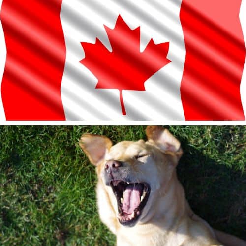 Labrador Canadiense - Todo sobre esta raza