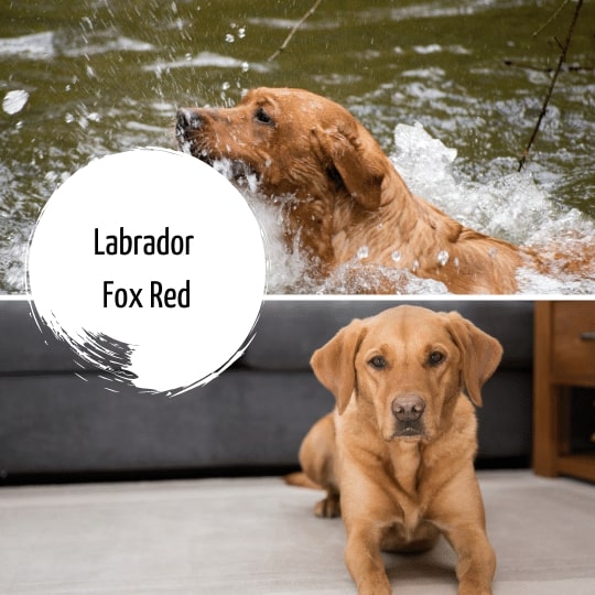 Labrador Fox RedLabrador Fox Red