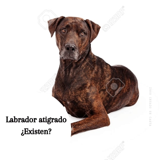 Labrador atigrado ¿Existen? Se consideran de pura raza
