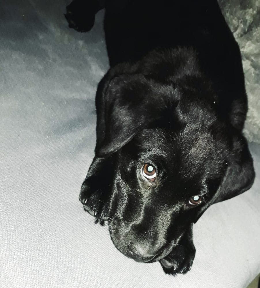 pienso para cachorros