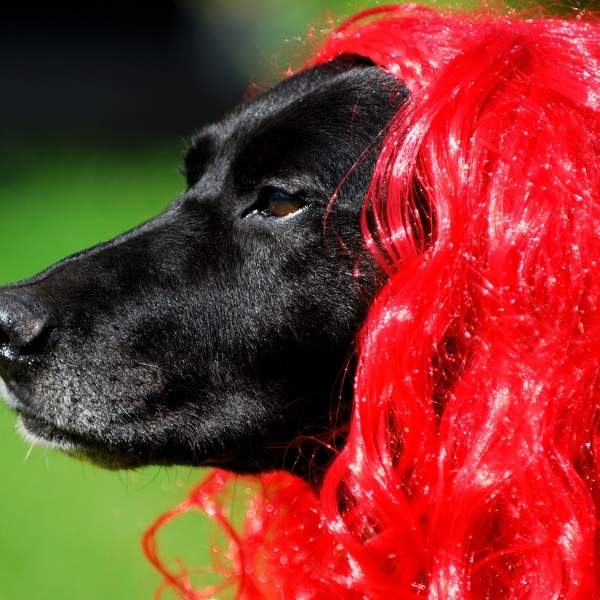 Labrador de pelo largo - Todo lo que necesitas saber sobre el pelaje de los labradores