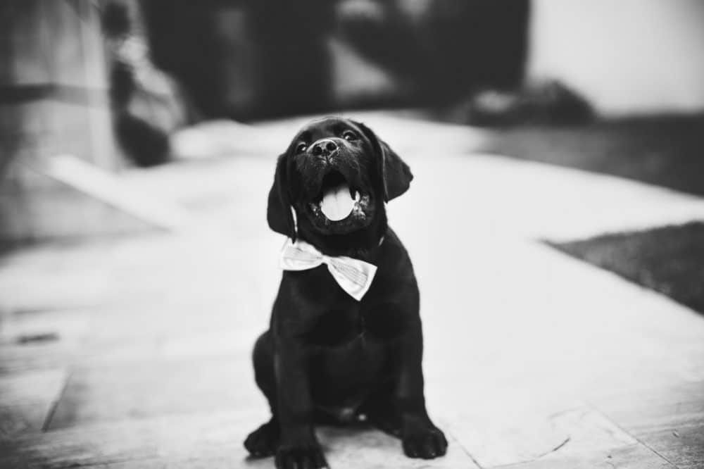 labrador negro