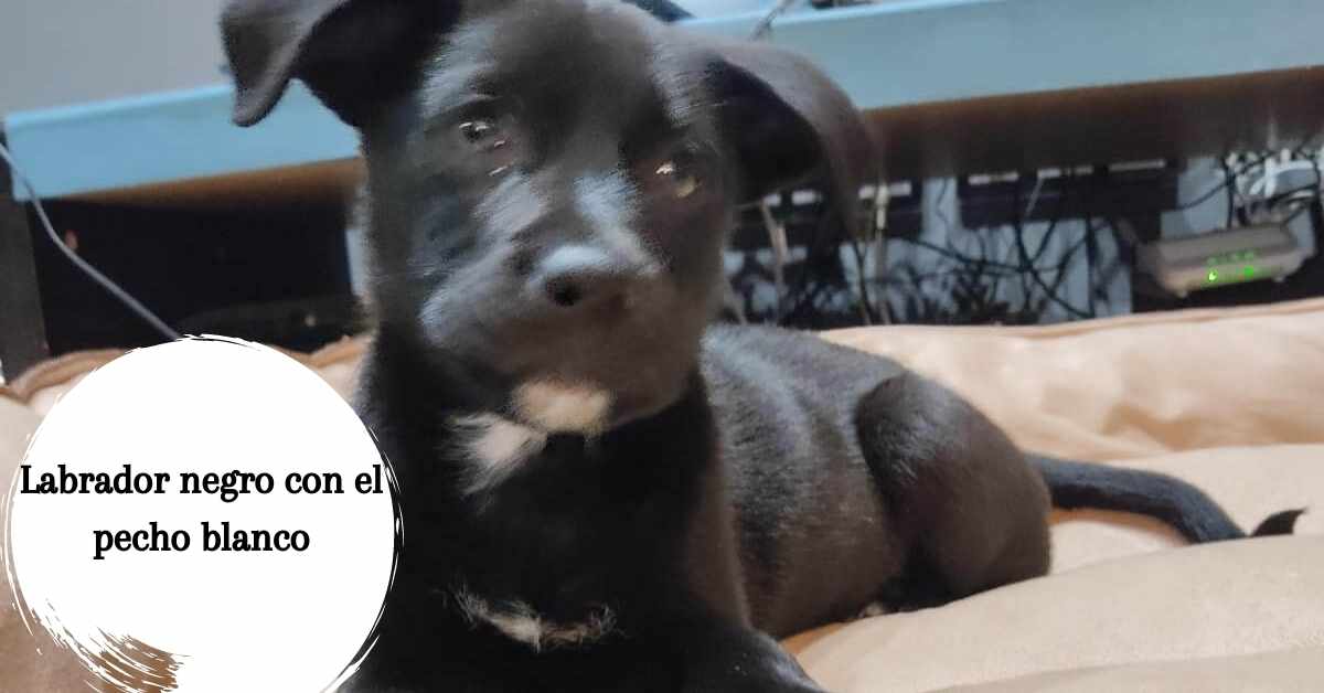 Manchas inusuales del Labrador